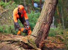 Best Emergency Tree Removal  in Hermosa Beach, CA